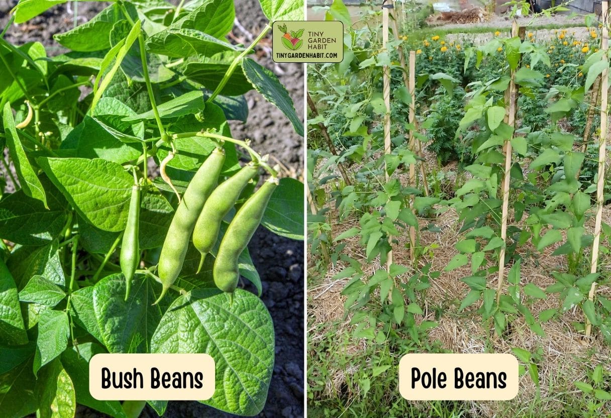 Bush Beans vs Pole Beans