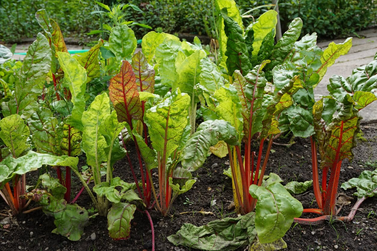 Swiss chard