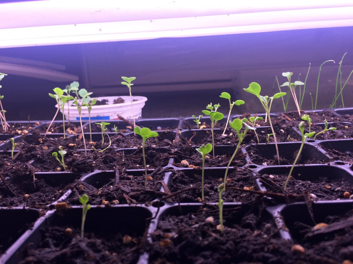 Seedlings growing under a grow light
