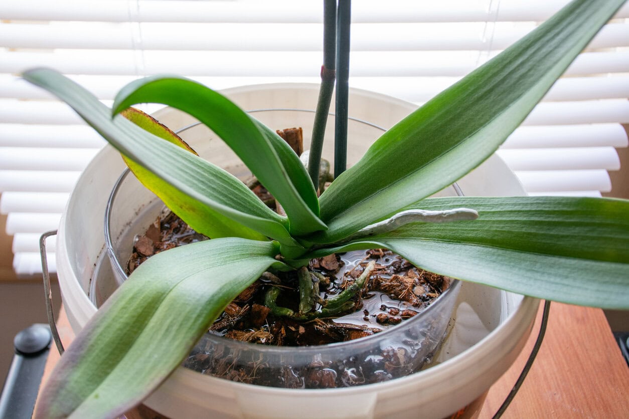Watering Orchid