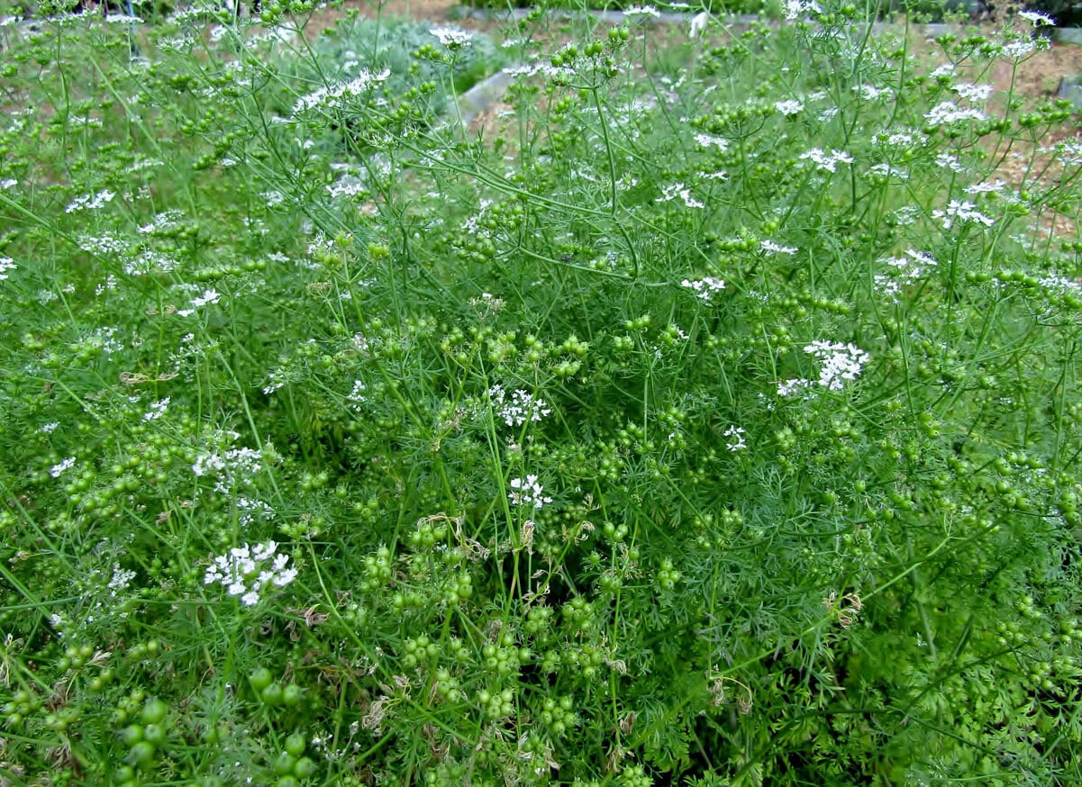 Cilantro bolting