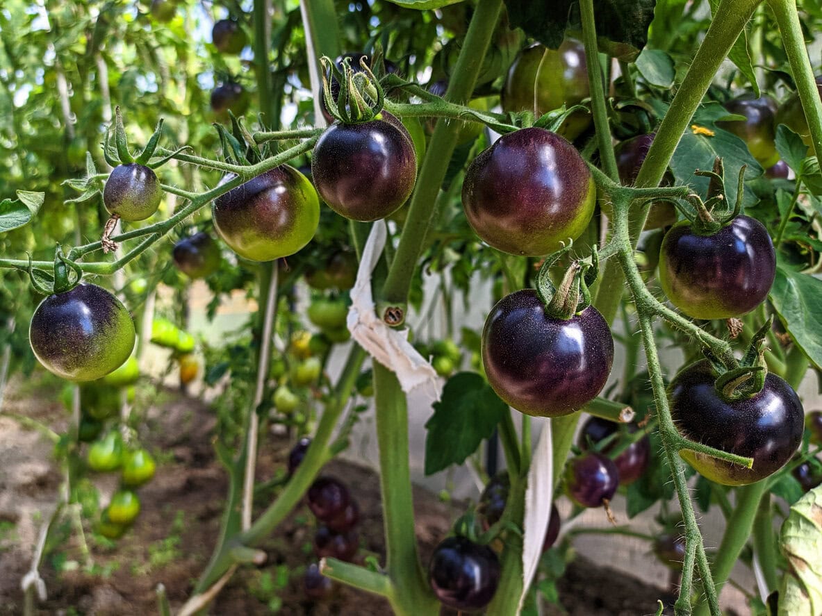 Black Cherry Tomatoes