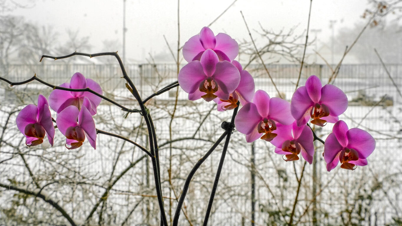 Orchids winter window