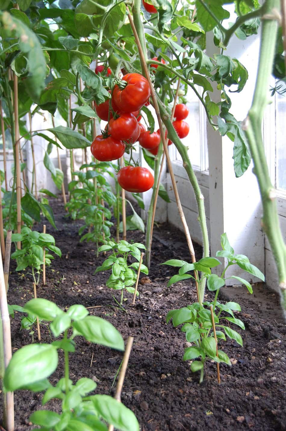 Tomatoes and basil growing
