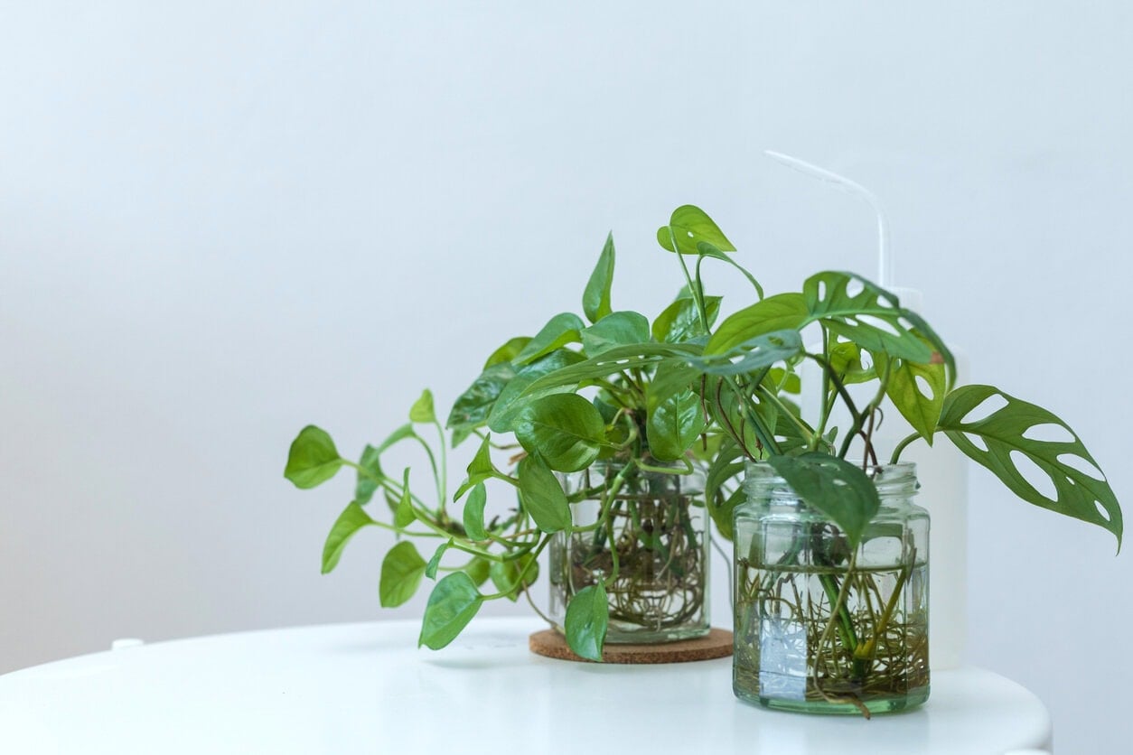Monstera Adansonii propagation cutting