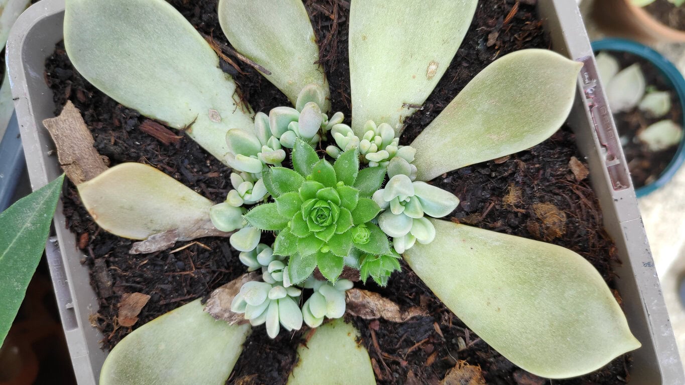 Echeveria propagation leaf cuttings