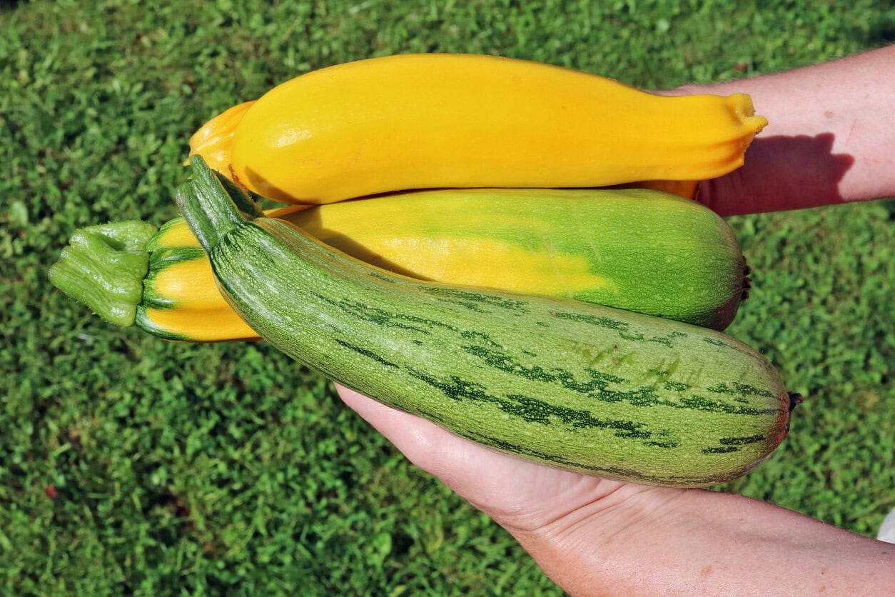 Freshly harvested zucchini