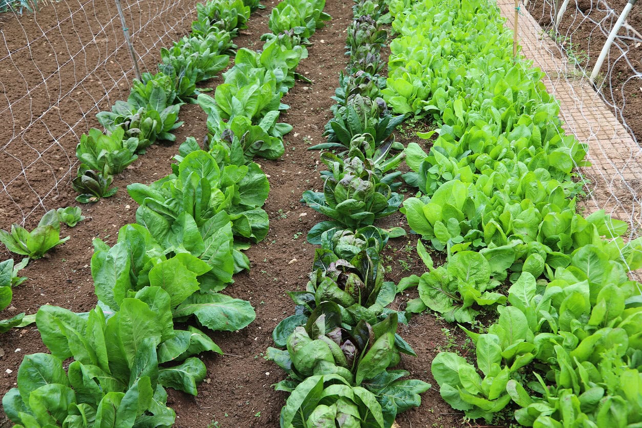 Lettuce and spinach growing