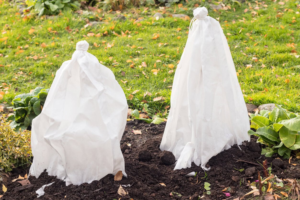 plant covered with burlap frost cloth