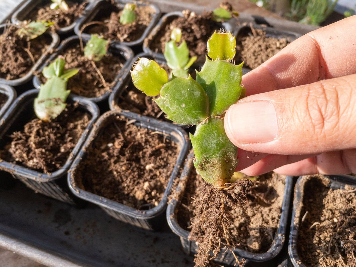 Thanksgiving Cactus cutting propagation