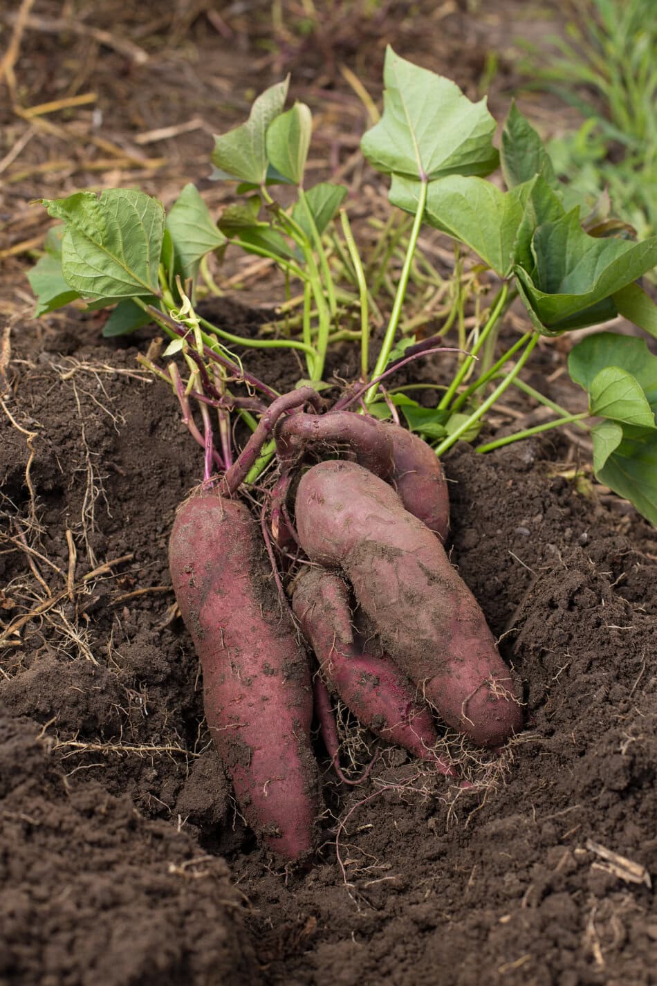 Sweet potatoes