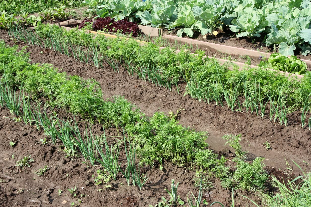 Onions and carrots growing
