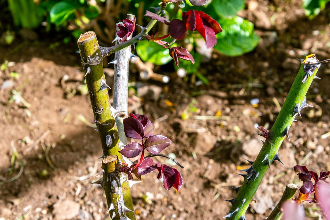 Sprouts of roses