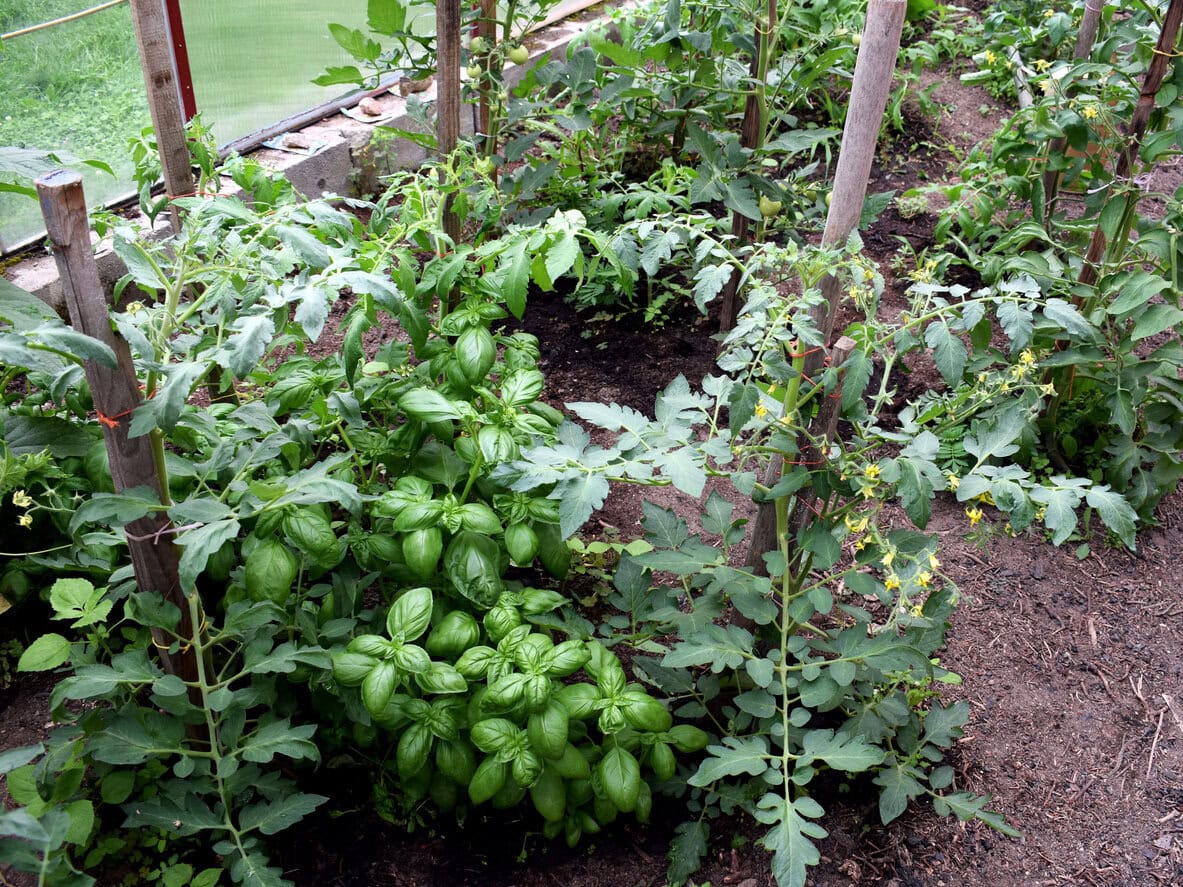 Basil and tomatoes growing
