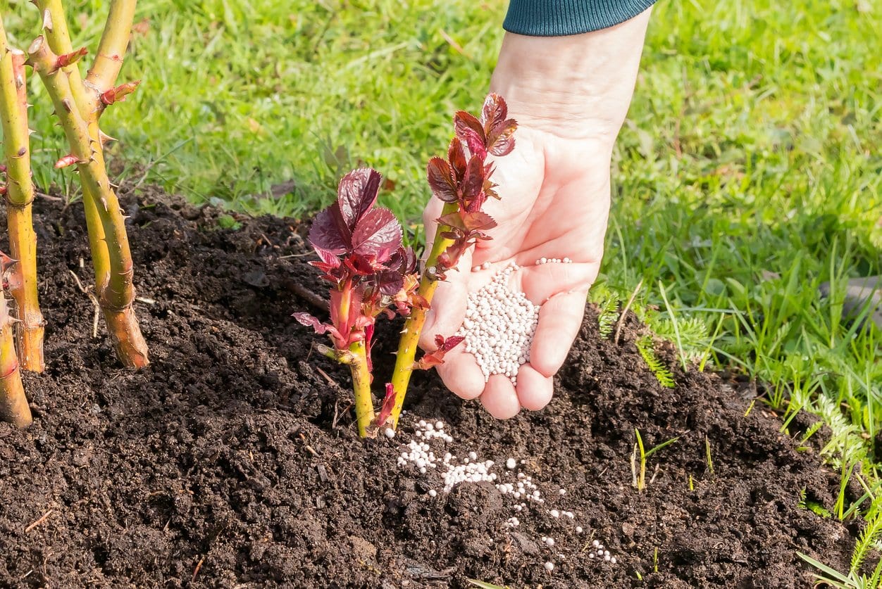 fertilizing rose