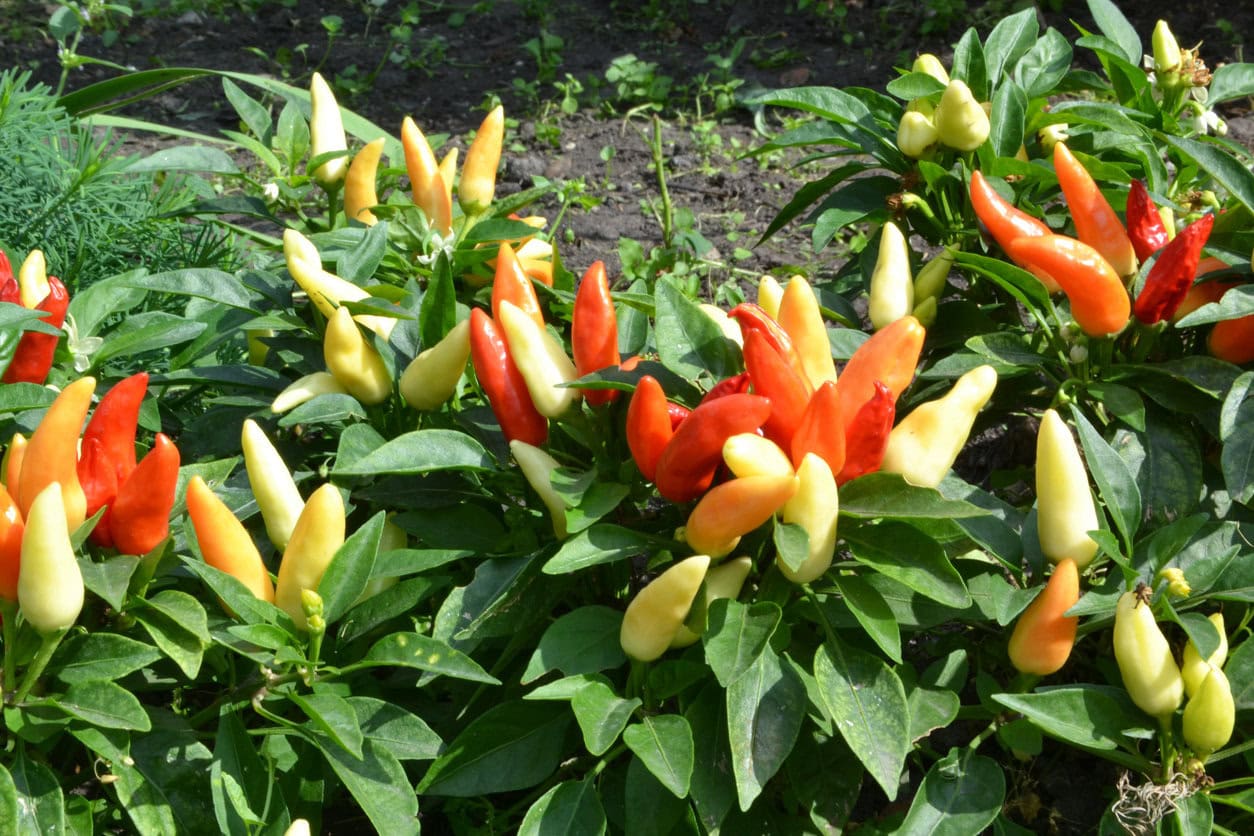 Chili Peppers Basket of Fire