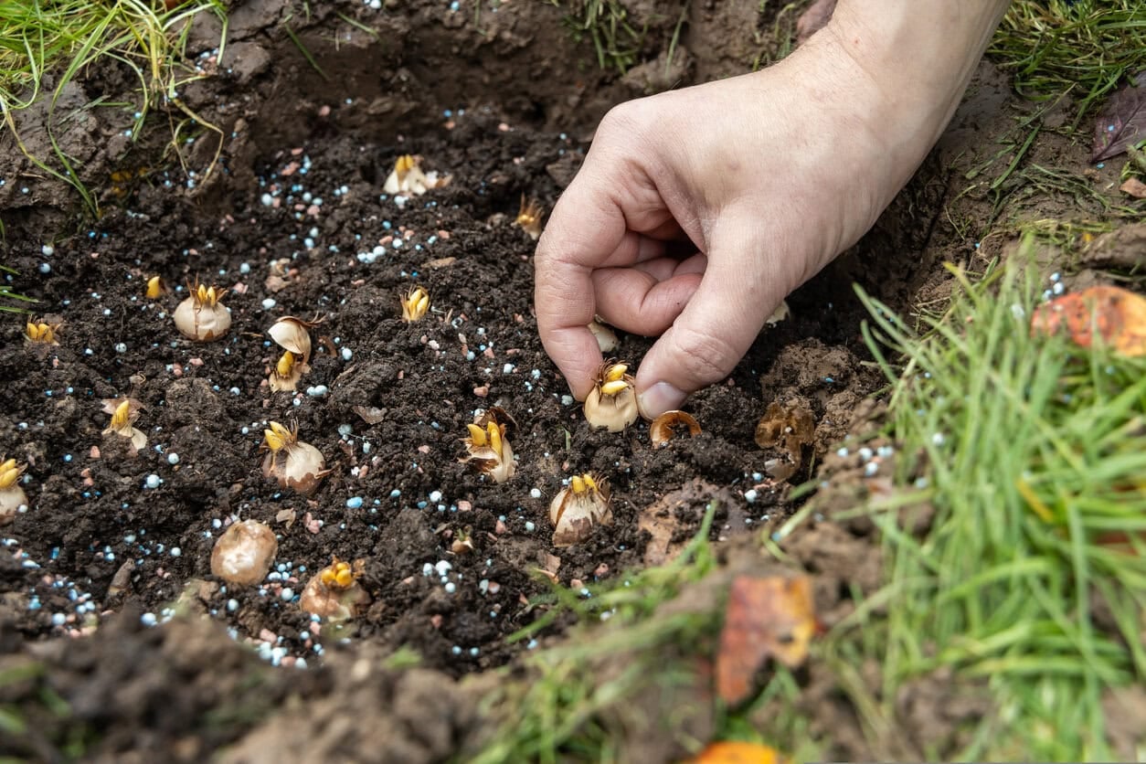 sowing crocus