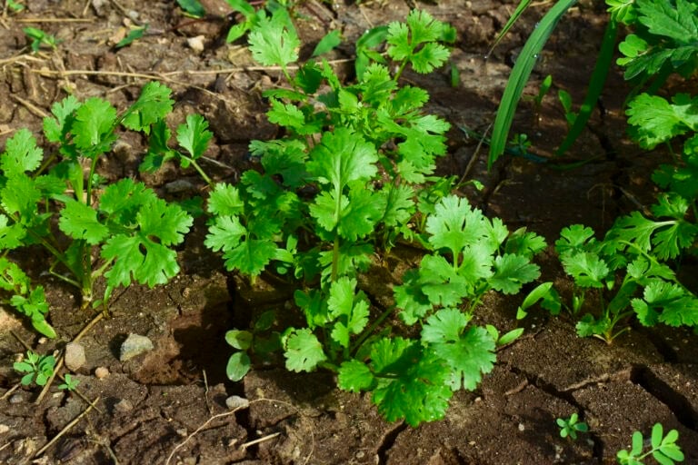 9 Vegetables That Benefit From Growing Near Cilantro