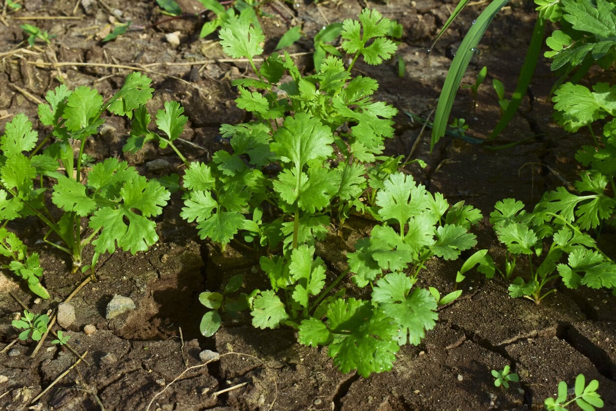 fresh growing green cilantro