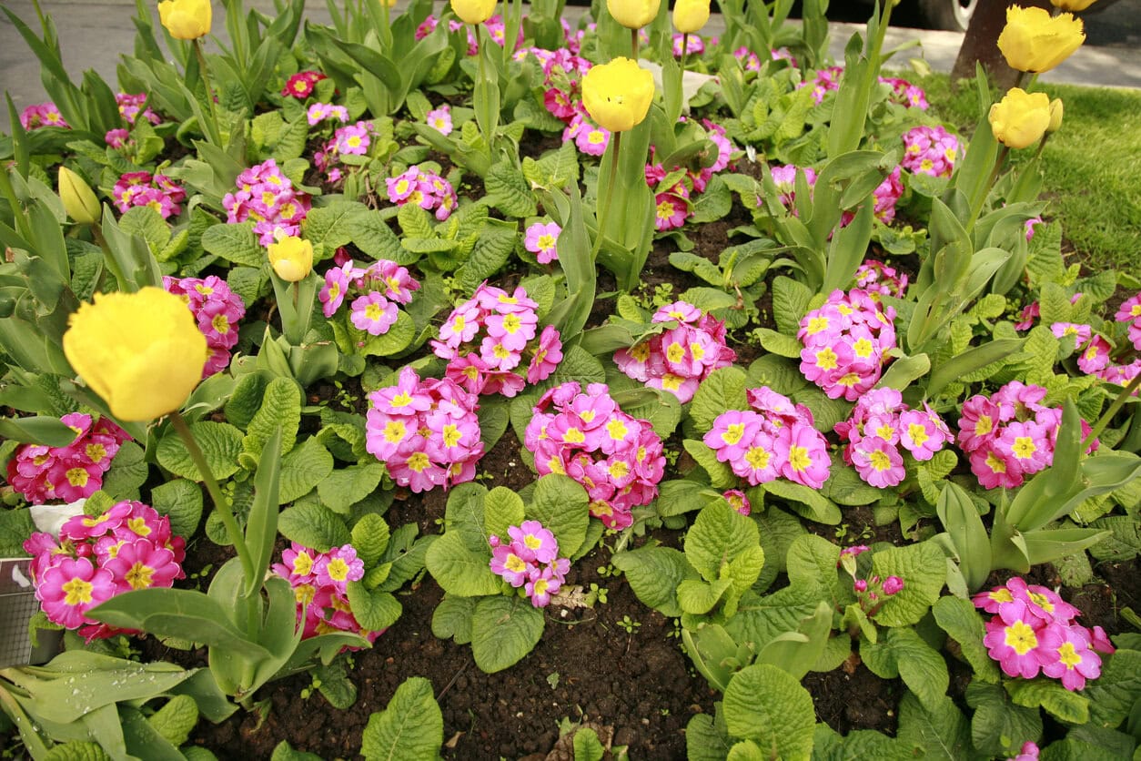 Tulips and garden primrose