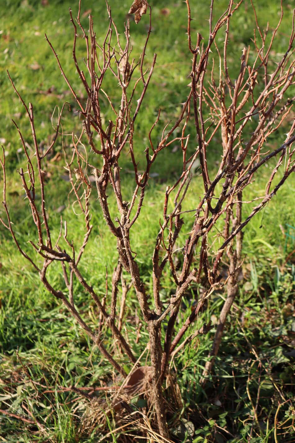Rose bush winter