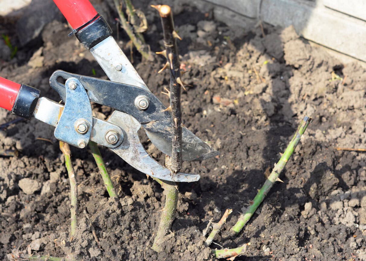 Rose Bush Pruning