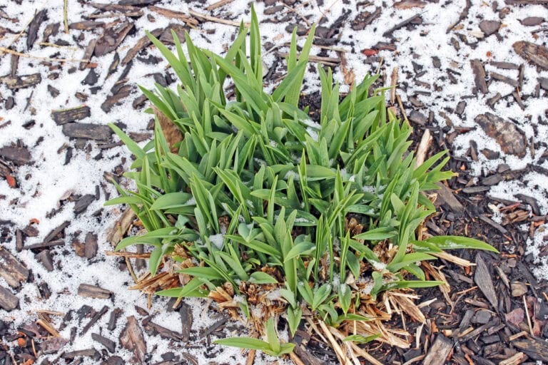 6 Essential Daylily Tasks to Do in February for Stronger Blooms