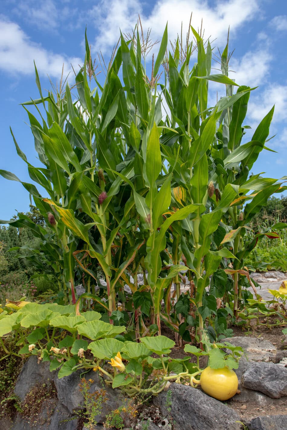 Three sisters garden. Planting corn, squash and beans together.
