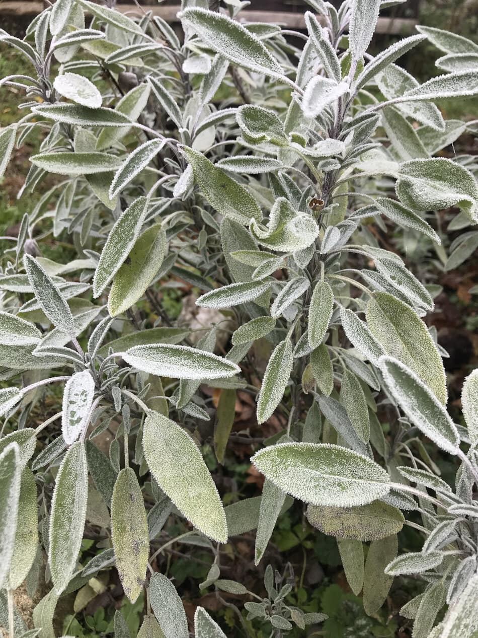 Frozen Sage