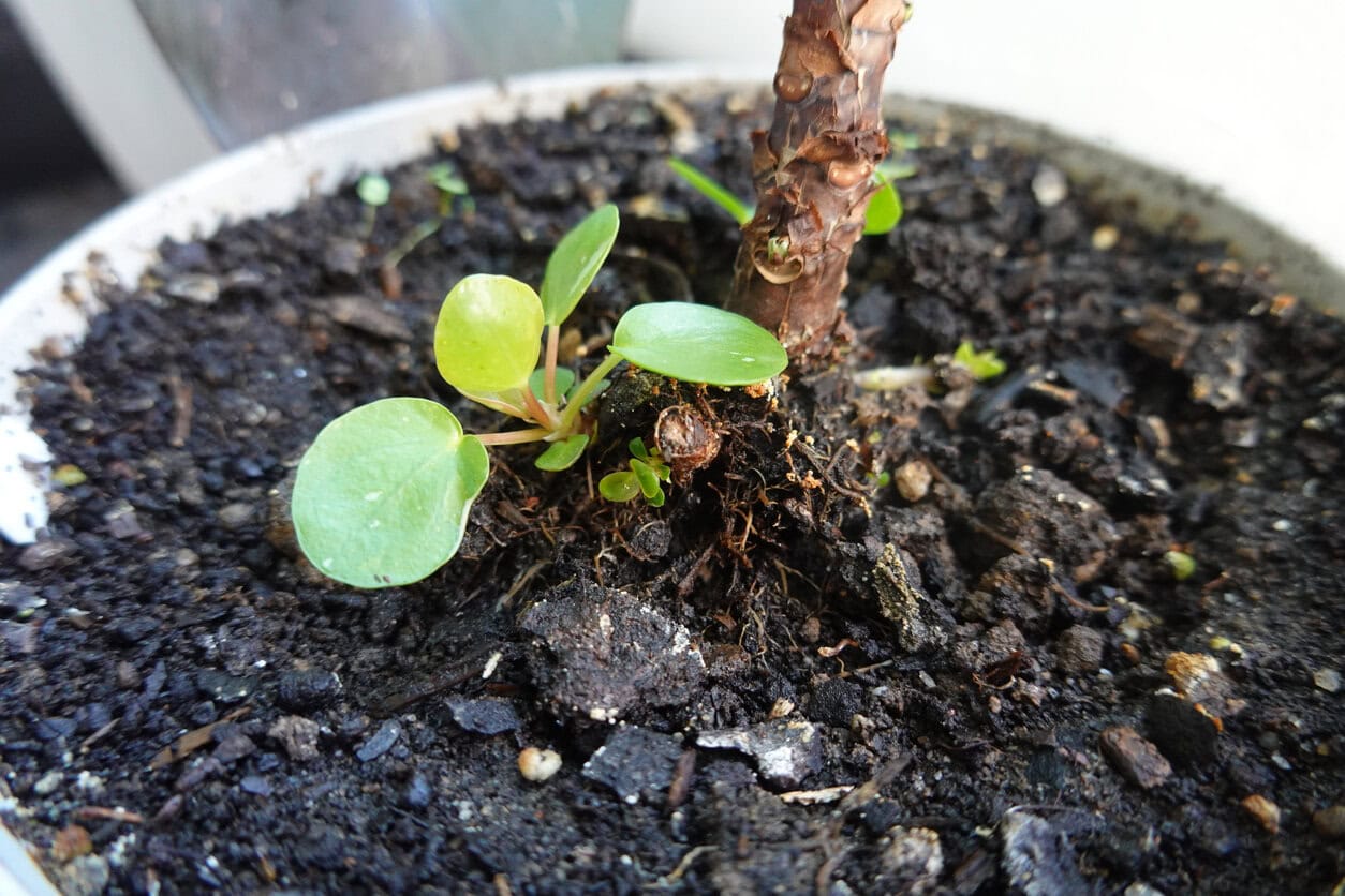 pilea peperomoides ready to propagate