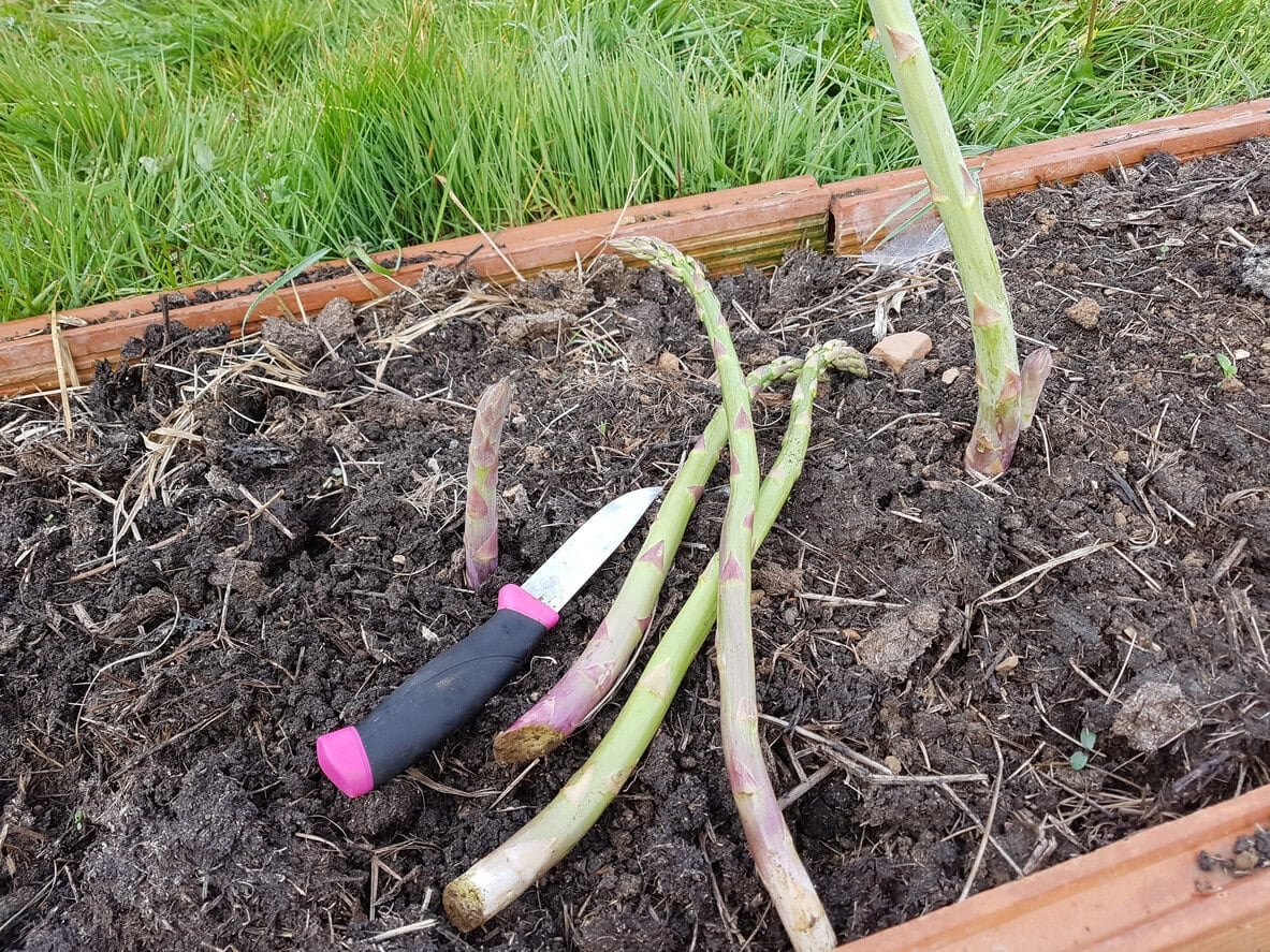 Asparagus