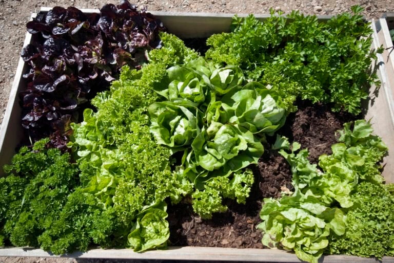 9 Vegetables That Grow Better With Parsley Nearby