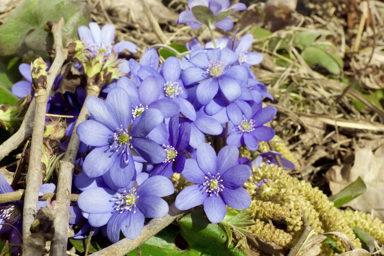 Hepatica