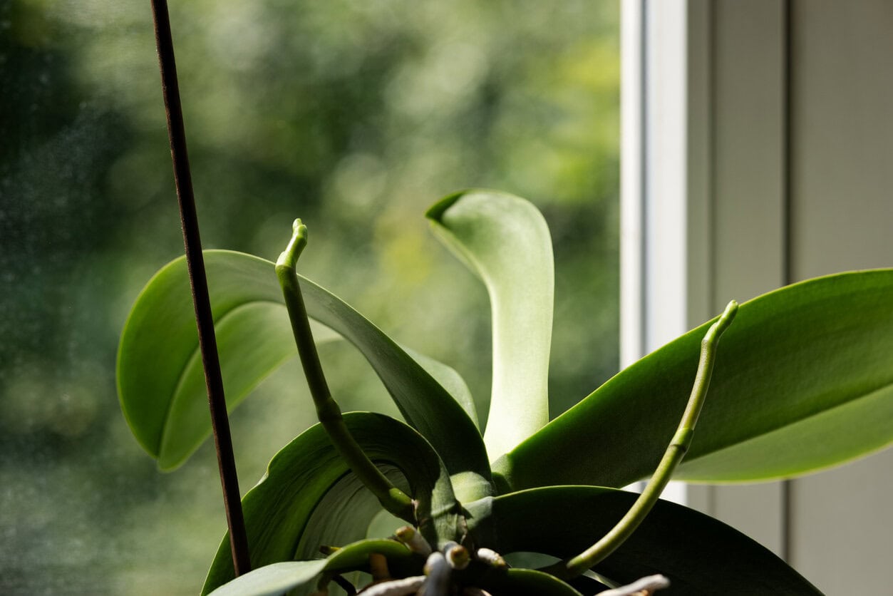 Orchid flower spike