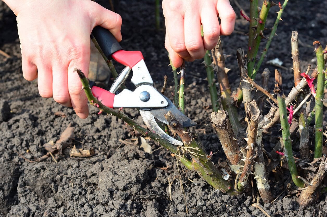 pruning roses