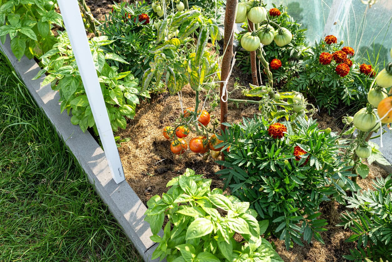 Basil, Marigolds and Tomatoes growing