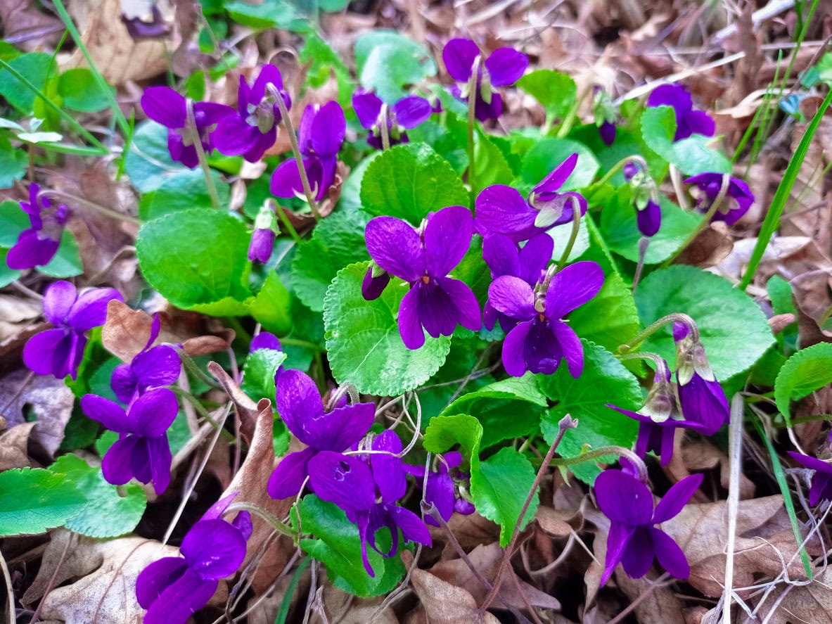 Common Blue Violet
