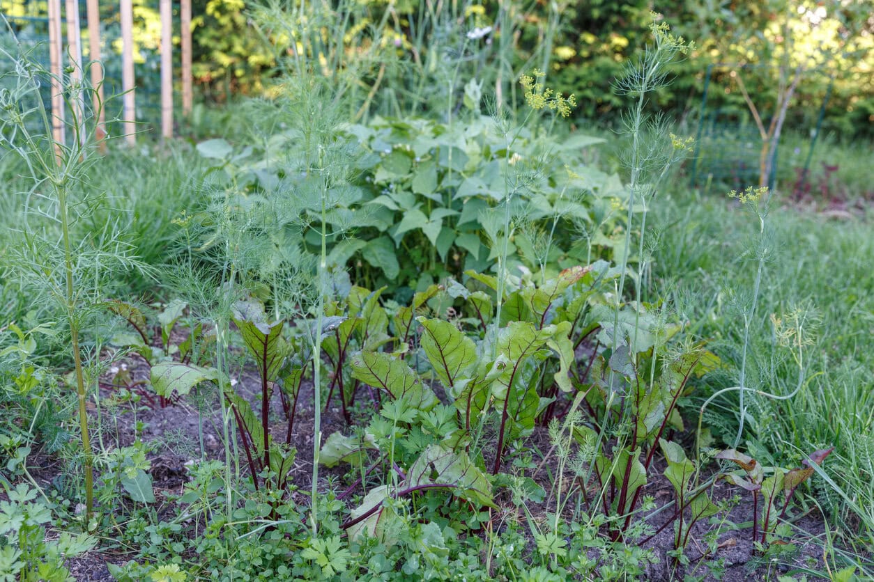 Beets, bush beans and dill growing