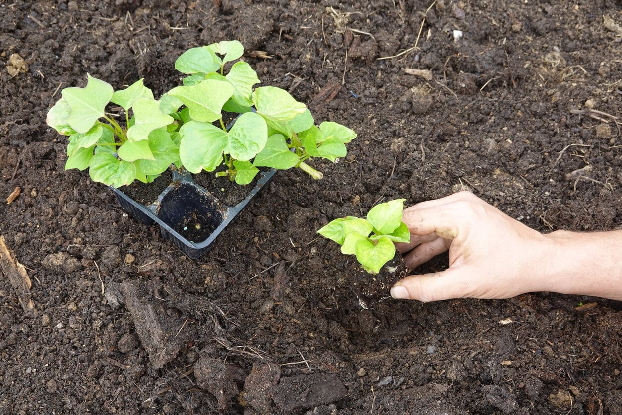 Planting sweet potato