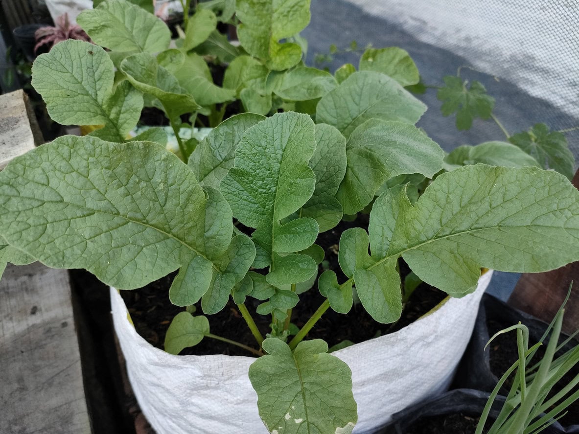 Cherry Belle Radishes