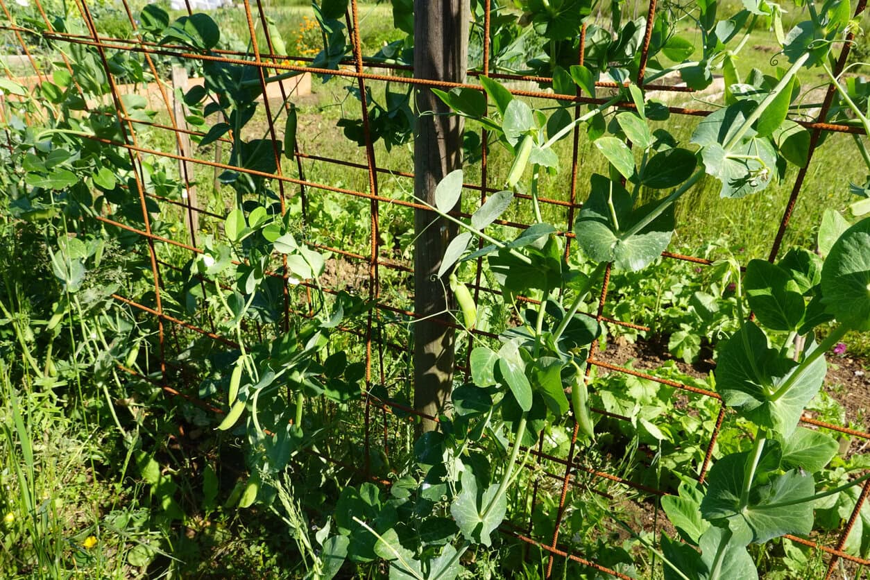 Peas growing on vines