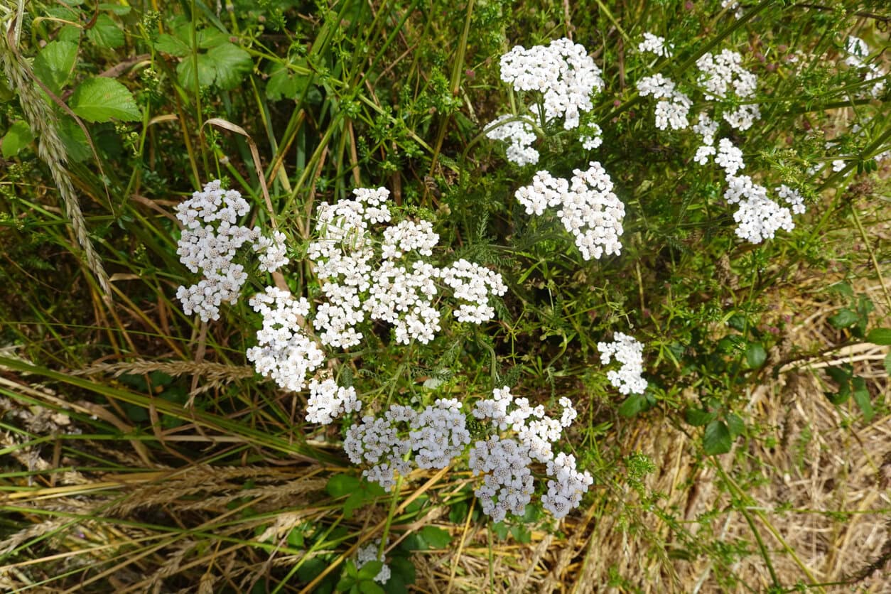 Yarrow