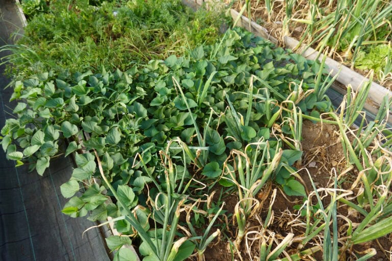 9 Sweet Potato Companion Plants That Grow Well Together