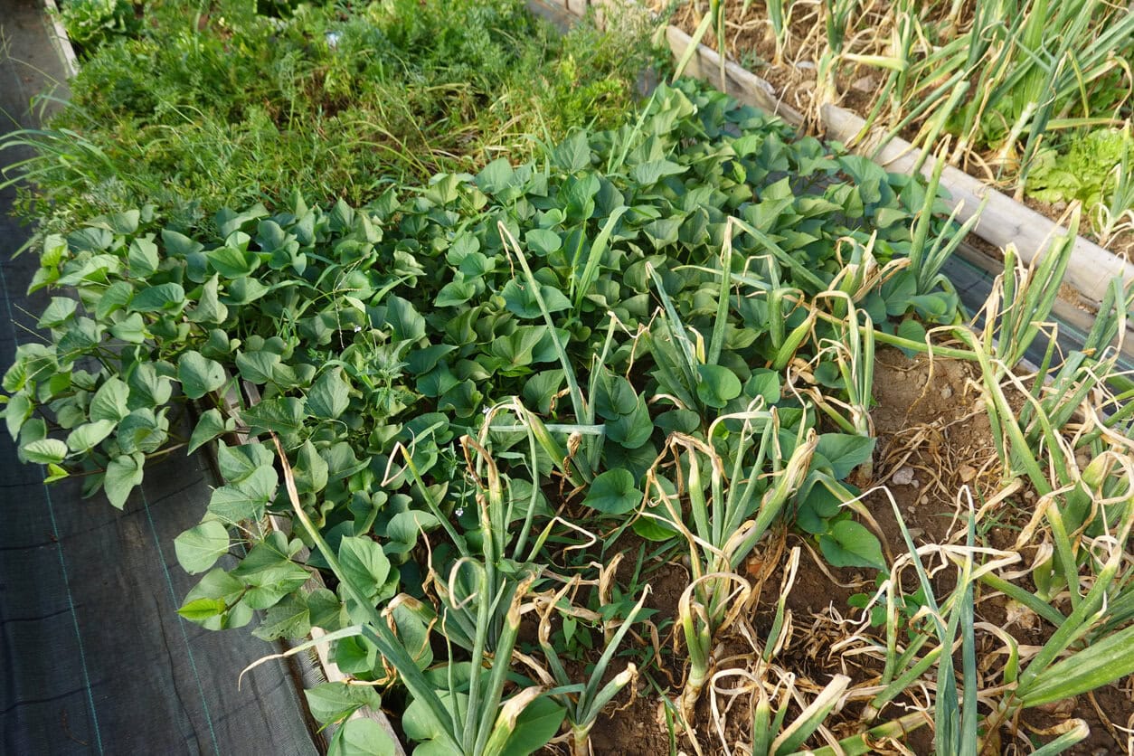 Onion and Sweet Potato
