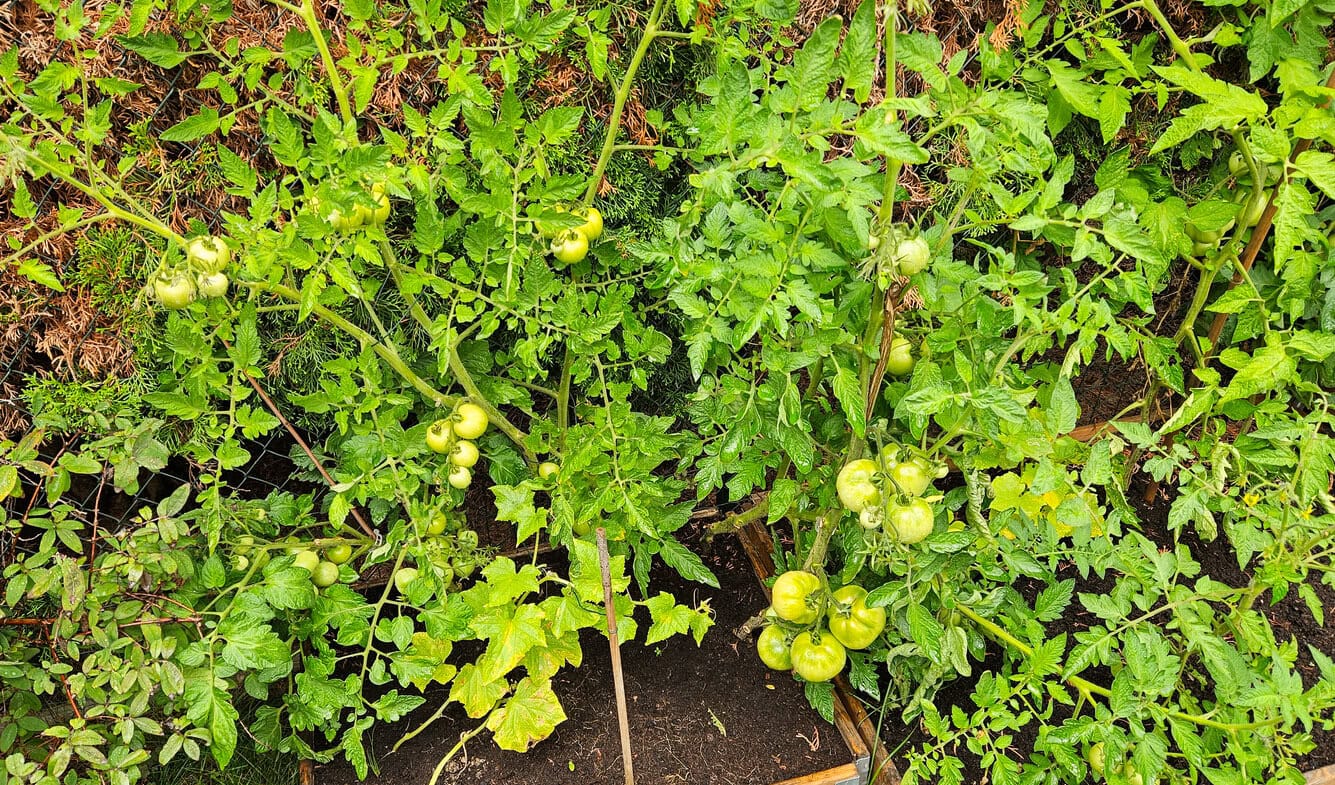 Tomatoes