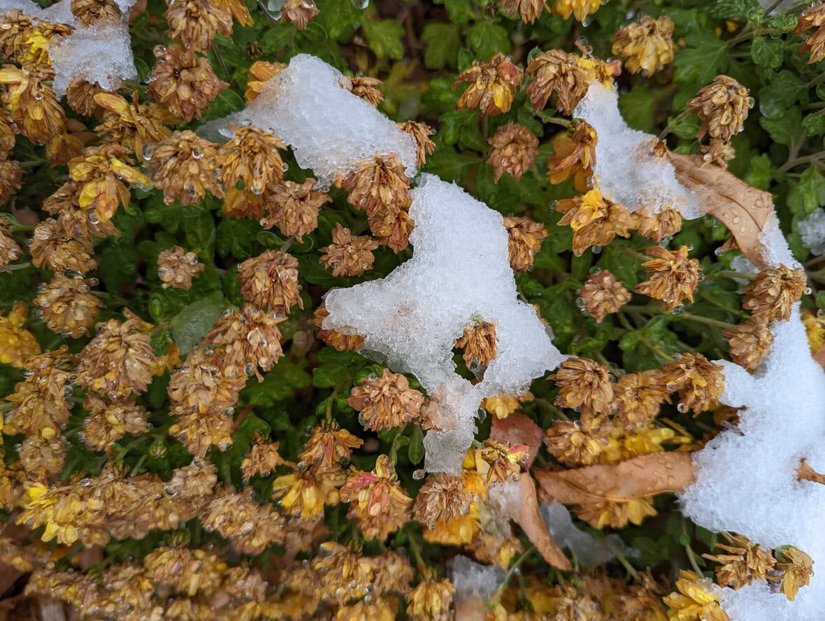 Chrysanthemums covered in snow