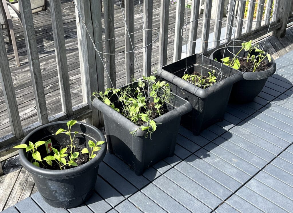 Bell pepper, pea, cherry tomato, and bean seedlings planted in black pots.