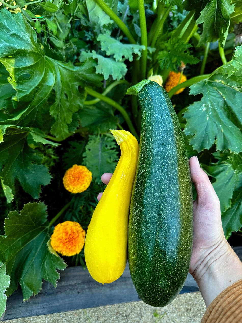 Zucchini harvest