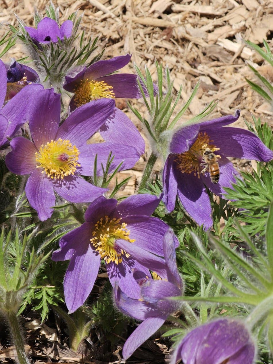 Honey bee on american Pasque flower