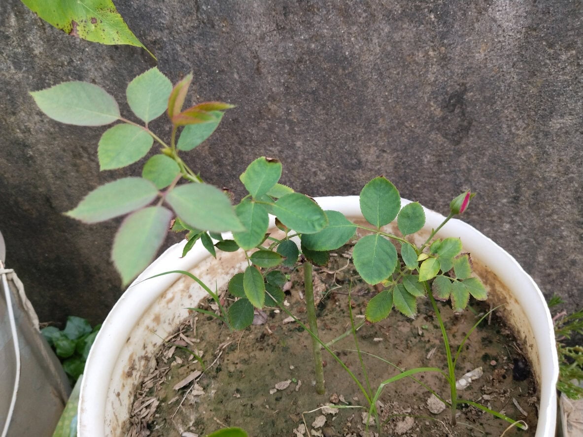 potted rose